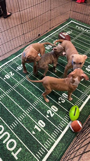 Charleston Animal Society | IT’S OFFICIAL! 🎉 The Mount Pleasant Towne Center pup Bowl names have been paw-sed... I mean, selected! 🐾 @mtpleasanttownecentre . Get ready... | Instagram