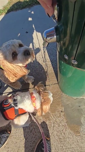 #cockapoo #cute #pets #shihtzu #dogwalk #youtubeshorts #dogshorts #stayhydrated #sweetdog #gooddog
