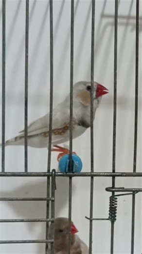 beautiful zebra Finch calling
