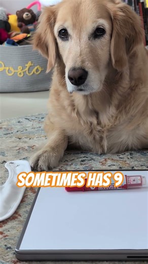 Did you get it?! 💬 #dog #dogs #dogshorts #shorts #goldenretriever