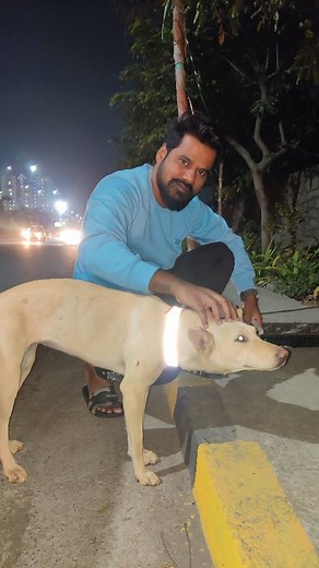 Collar Up on Instagram: "Happy 3rd Anniversary to us❤️ 3-Years of Journey. 6598 Street dogs and 380+ stray cows & oxen collared Fed thousands of homeless streeties with the support of 390+ volunteers across 38 cities. And the Love and commitment towards street babies goes on❤️❤️.......... Thanks for the support🙏 Join hands, let's save more dogs and humans from night accidents❤️ Please support 🙏 Link in bio🔗 #collarup #planetguardians #dogs #dogsofinstagram #love #food #indian #doglife #straya