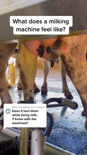 Replying to @pushpop.yes milking should always be a positive, pain-free and fear-free experience! #dairy #cow #milk #milking #machine #pain #animals #milkmachine #pump #lactation #teat #massage #teats #cows #udder #dairydoc #dairykind