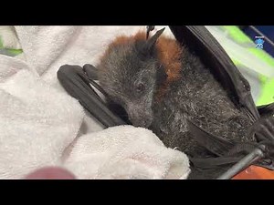 Injured flying-fox in care 2: this is Chatelaine on day 2 morning