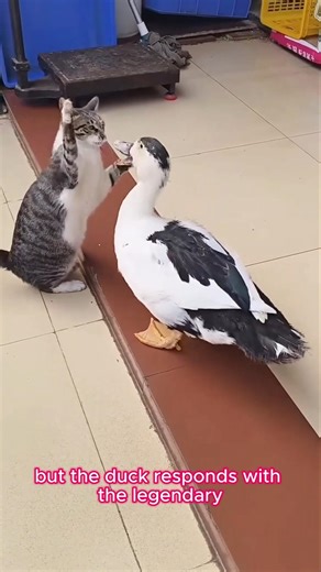 Cat Picks a Fight with the WRONG Duck!