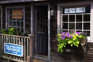 Maria Mitchell Aquarium - Alchetron, the free social encyclopedia