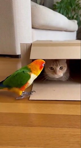 Clever Cat Tricks Inside a Cardboard Box