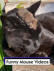 Funny Mouse Videos | Tavi Castro