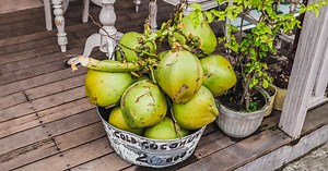 Green Coconut: How to Choose and Why They Are Good for You