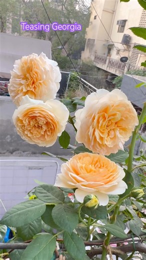 Two Beautiful David Austin Roses Side By Side: Crown Princess Margareta and Teasing Georgia #rose