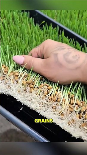 Barley fodder grown to feed cattle and sheep.