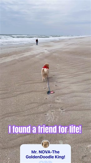 A dog’s best friend!