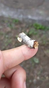 7K views · 249 reactions | This is a buff-tip moth (Phalera bucephala) of the family Notodontidae. It is found throughout Europe and in Asia to eastern Siberia. It is an unmistakably distinctive moth, cryptically marked to resemble a broken twig. The camouflage is amazing - another masterpiece by Mother Nature!  Via Pinterest | Roar Wildlife News | Facebook