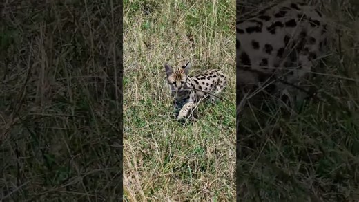 Incredible Serval Spotted in African Savannah Grasslands