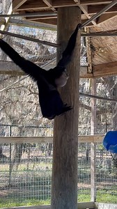 Sounds of siamangs.. #siamang #primate #ape #animals #sanctuary #cute #coolanimals | Animal Preservation & Education Sanctuary - A.P.E.S