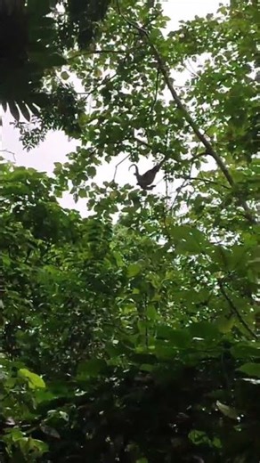 Monkeys Jumping Tree to Tree in the Jungle 🐒🌿