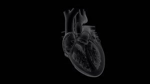 3d Animation Human Heart Beating Slow Stock Footage Video (100% Royalty-free) 1102457825 | Shutterstock