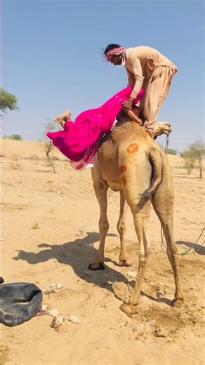 The groom is putting his bride on a camel. #shorts