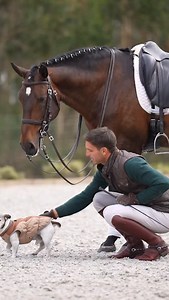 Meet a piro-free Lusitano stallion that combines 𝙘𝙡𝙖𝙨𝙨𝙞𝙘𝙖𝙡 𝙡𝙞𝙣𝙚𝙨, 𝙧𝙞𝙙𝙚𝙖𝙗𝙞𝙡𝙞𝙩𝙮 𝙖𝙣𝙙 𝙖 𝙜𝙧𝙚𝙖𝙩 𝙢𝙞𝙣𝙙✨ Currently schooling medium level, he confidently performs flying changes and is starting his work in passage. Balanced, light in the hand and comfortable to sit, he shows an easy and correct way of going. What truly makes him stand out? A calm, cooperative 𝙩𝙚𝙢𝙥𝙚𝙧𝙖𝙢𝙚𝙣𝙩 𝙩𝙝𝙖𝙩 𝙜𝙤𝙚𝙨 𝙗𝙚𝙮𝙤𝙣𝙙 𝙝𝙞𝙨 𝙮𝙚𝙖𝙧𝙨: honest, focused and always willing t