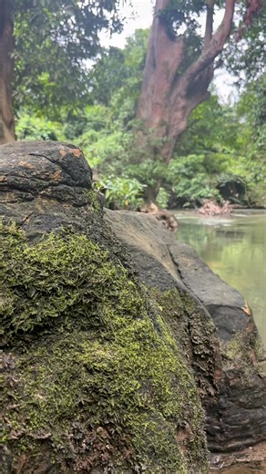 Fandi Asep saputra on Instagram: "Cara membuat pergedel jamur #fyp"