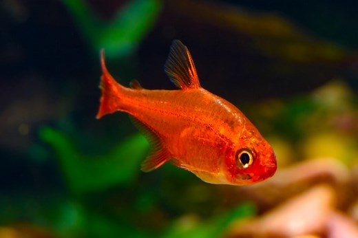Ember Tetra Fish: Aquarium Feeding and Breeding Guide