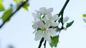Bee landing on a white flower - Free Stock Video