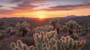 Learn How to Use Focus Stacking for Sharper Images