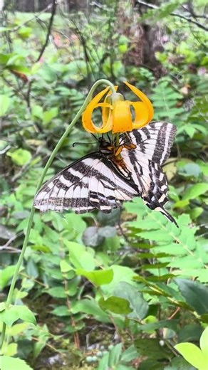 IMG 2367 Swallowtail dance, Lake Cushman, Big Creek campground, WA