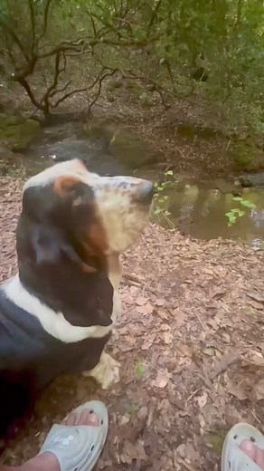 A rare lumpy bark and little howl. He's actually a very quiet guy. #bassethoundcommunity #dog #bassethoundlife #bassethound #bassethoundlove #bassethoundmoments #virals #bassethoundpuppy #bassethounds #bassethoundsofinstagram | Basset Hound Lover