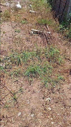 faena fuerte así funciona a 7 días de aplicarlo