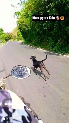 Cute dog #dog#shortvideo #puppy #doglover#love