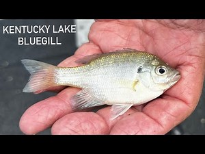 Kentucky Lake Bluegill fishing
