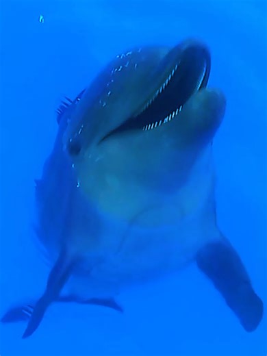 Incredible Orca and Dolphin Show at SeaWorld Orlando