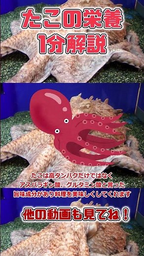 【ゆっくり解説】たこの栄養を1分で解説 #shorts
