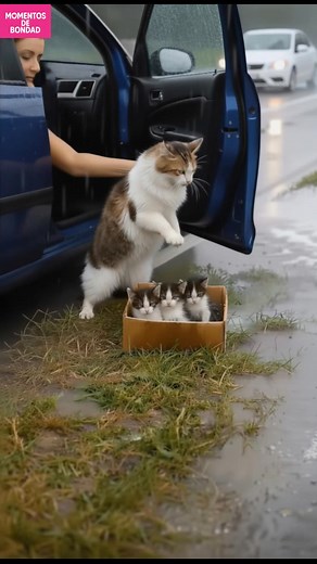 4.8M views · 84K reactions | Conductor rescata gatitos en la lluvia ¿Cómo reaccionarías ante un rescate? Generated using Kling AI . . . (Sólo con fines de entretenimiento. Consulte a profesionales si se presentan orientaciones sobre actividades. Si se muestra alguna marca, no implica ninguna afiliación. Si se inspiran en hechos reales, pueden incluirse adaptaciones creativas. El contenido puede incluir imágenes públicas.) | Fabiosa Argentina | Facebook