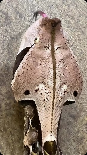 142 reactions · 9 comments |  Meet the Gaboon Viper!  This...