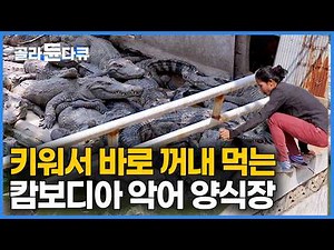[ENG SUB] Cambodia’s Deadly Crocodile Farms Raising 1,000 Reptiles for Meat and Leather #PICKDOCU