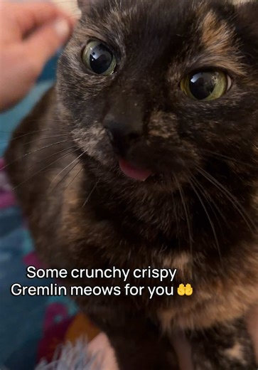 With some bonus purrs at the end 🤭 Gremlin’s going in for ear-tip surgery tomorrow morning and could use all the good vibes 🙏 ​ ​#catladytails #catswiththeirtonguesout #tortiecatsoftiktok #catsoftiktok #crunchymeows