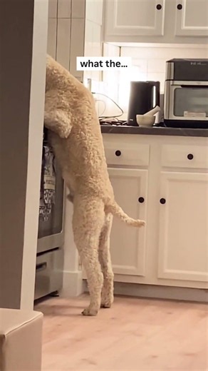Walks like a poodle, stands tall like a man - what is he?