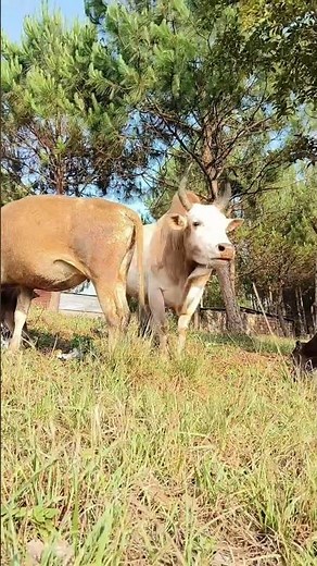 Difference Between Cow, Ox & Bull 🐄🐂 | Full GuideCow vs Ox vs Bull 🐄🐂 | Farming Knowledge