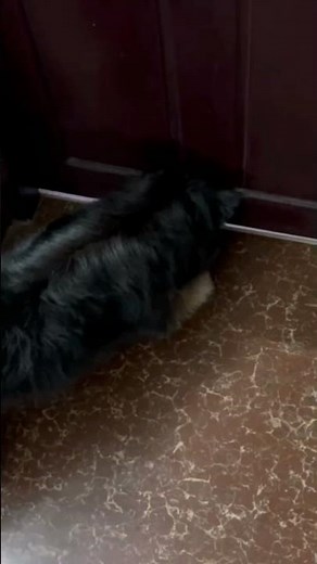 belly dance by choco😍😍😍