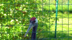 Red-crowned crane (Grus japonensis), also called the Manchurian crane or Japanese crane, is a large East Asian crane among rarest cranes in the world. It is symbol of luck, longevity, and fidelity.