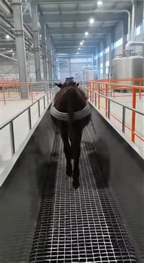 Watch the Pre-Processing Step That Makes Meat Ready for the Machine! 🍖🧼