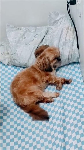 Sleepwell😘 #sleep #dog #furbaby