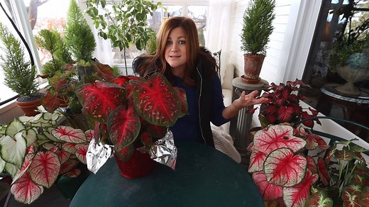 We have learned this year that our easy to grow Heart to Heart Caladiums create beautiful landscapes and container gardens--but they often work well as indoor plants too, given enough light. The caladiums shown in this video are: Heart to Heart 'Chinook' Caladium-- https://pwwin.rs/33dESh9 Heart to Heart Fast Flash Caladium-- https://pwwin.rs/35XM1E8 Heart to Heart 'Radiance' Caladium-- https://pwwin.rs/39boC4i Heart to Heart 'White Wonder' Caladium-- https://pwwin.rs/39a9nZ6 Heart to Heart 'Mes