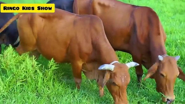 49K views · 880 reactions | 퐑퐢퐧퐠퐨 퐊퐢퐝퐬 퐒퐡퐨퐰 - Kids Song & Nursery Rhymes on Reels | Facebook