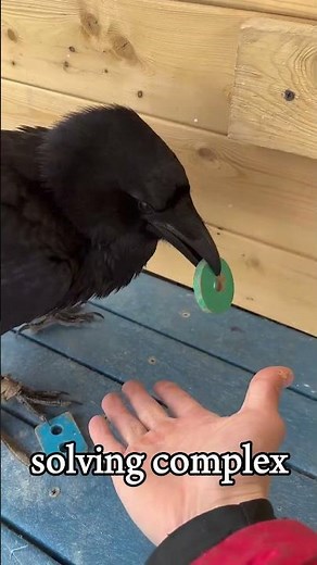 Crows Are Smarter Than You Think!