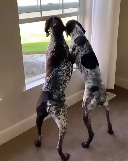 Mythical GSP Reel Pull 212 | Dog Training Video