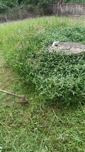 Grass cutting satisfying asmr experience #grasscutting #asmr #Satisfying #oddlysatisfying #fypシ