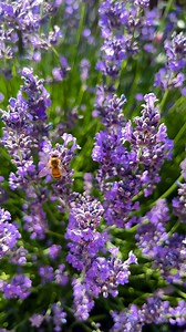 Sunlight, pollinators, and companion plants…your garden’s perfect trio! 🌞 Bees, butterflies and hummers bring better blooms, while the right sun and plant pairs help everything thrive! Maximize your harvest with these three essentials! #gardentrio #thrivinggardens #gardendays | Lindsey Noorda 📍SLC, Utah