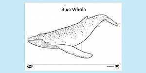 Blue Whale Colouring Sheet